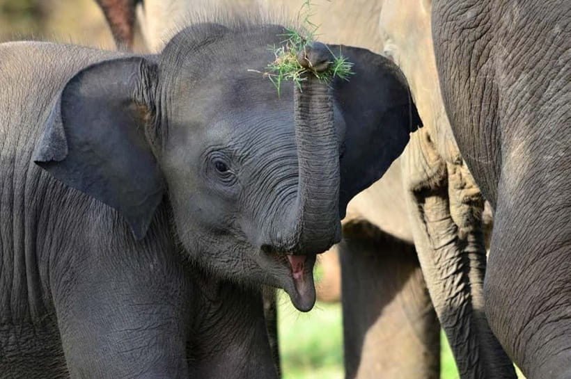 All-Inclusive Minneriya National Park Afternoon Safari - English driver, private group time, and a few quality notes