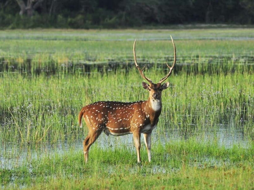 All-Inclusive Minneriya National Park Afternoon Safari - Price and value at about $95 per person
