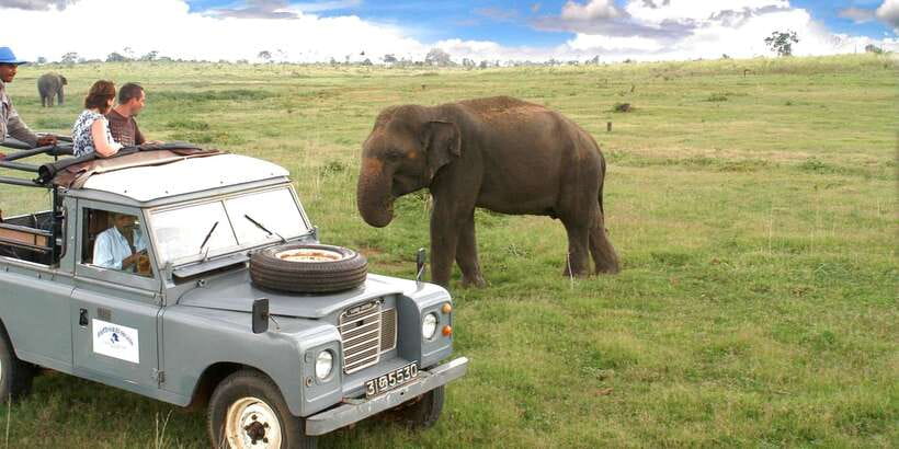 All-Inclusive Minneriya National Park Afternoon Safari - The 3-hour jeep game drive, what you do during the best part
