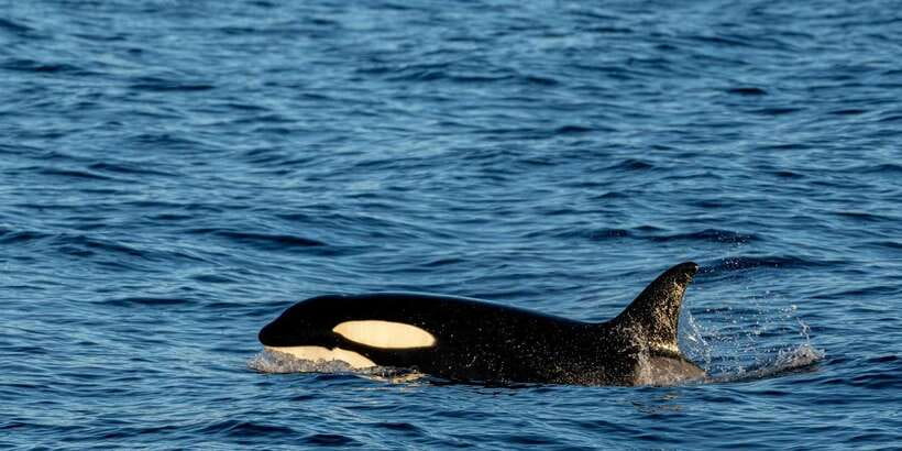 All Inclusive Mirissa Whale and Dolphin Watching Boat Ride - Should you book this whale and dolphin watching boat ride?