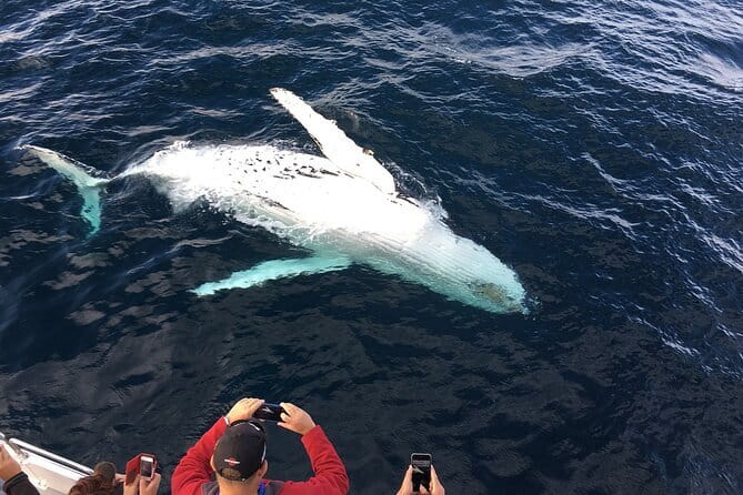 All Inclusive Mirissa Whale and Dolphin Watching Boat Ride - Why Kotapola and first light feel made for whale and dolphin watching