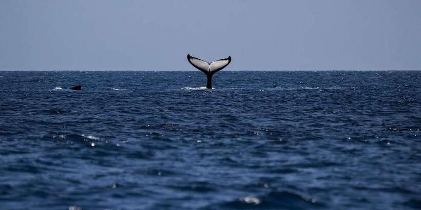 All Inclusive Mirissa Whale & Dolphin Watching + Snorkeling - Who This Tour Suits Best, and Who Might Want a Different Plan