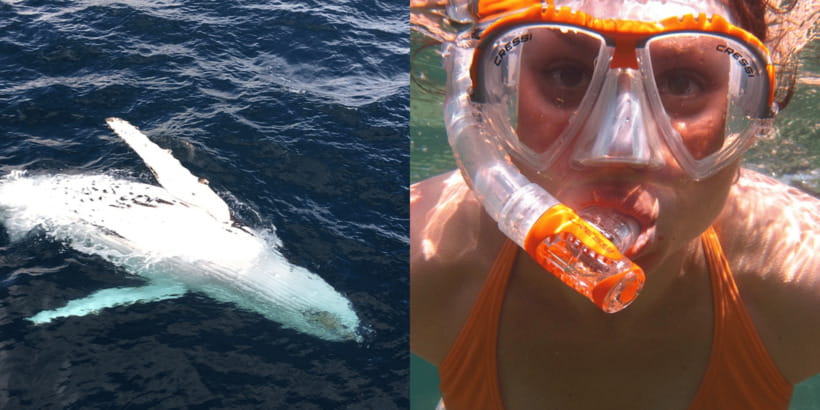 All Inclusive Mirissa Whale & Dolphin Watching + Snorkeling - The Boat Cruise for Whales and Dolphins: What It Feels Like on the Water