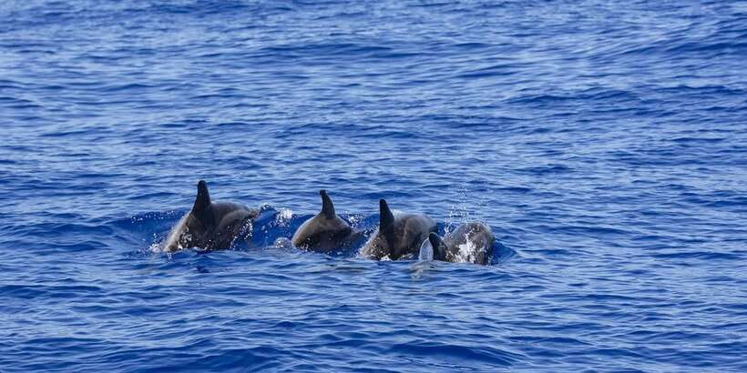All Inclusive Mirissa Whale & Dolphin Watching + Snorkeling - Snorkeling With Sea Turtles: The Best Mindset and Practical Tips