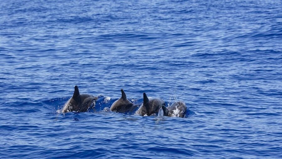 All Inclusive Mirissa Whale & Dolphin Watching + Snorkeling - How the Crew Handles Rough Seas (and Why It Matters)