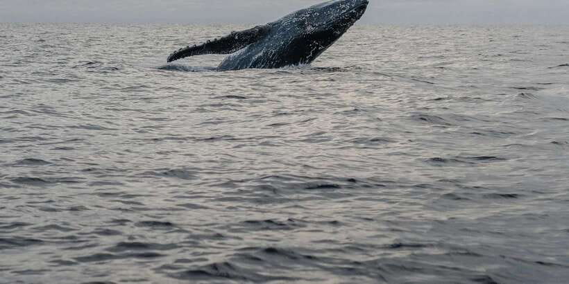 All Inclusive Mirissa Whale & Dolphin Watching + Snorkeling - Animal Welfare Rules You Should Actually Care About