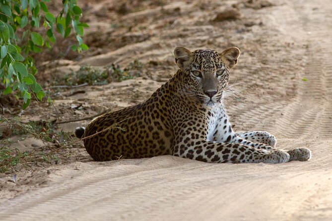 All Inclusive Private Full Day Safari in Yala National Park with Lunch - Key highlights at a glance