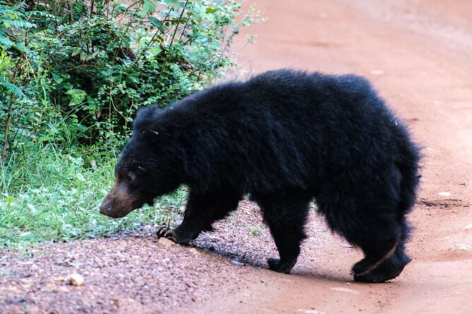 All Inclusive Private Full Day Safari in Yala National Park with Lunch - Two Jeep Safaris and a Box Lunch That Keeps You in the Park