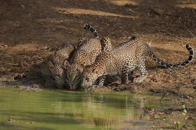 All Inclusive Private Full Day Safari in Yala National Park with Lunch - Lunch in the Wild: Rice and Curry, Sandwiches, and Beer