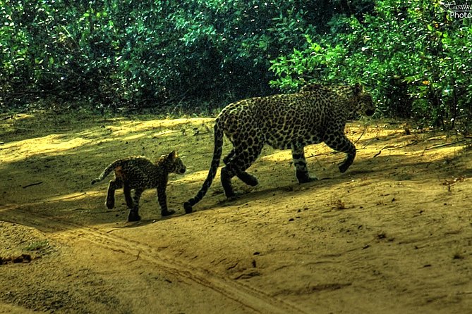 All inclusive Private jeep safari at Yala National park - Price and Value: Why $95 Can Be a Great Deal, If Timing Works
