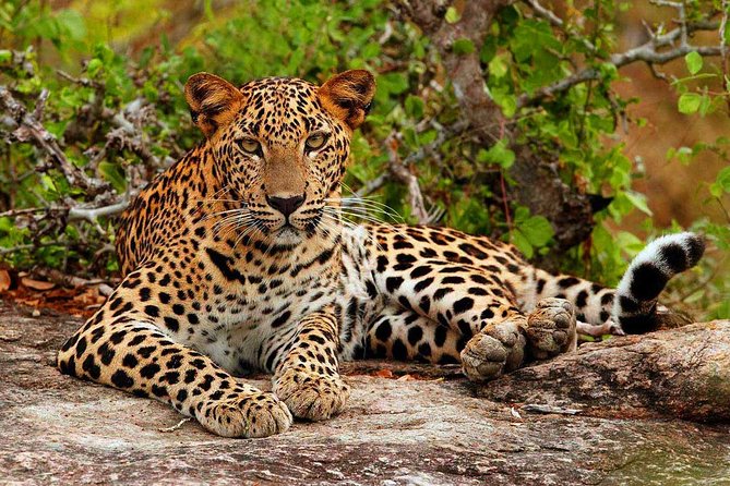 All inclusive Private jeep safari at Yala National park - Yala National Park: Wildlife Odds, Lagoons, and the Leopard Question