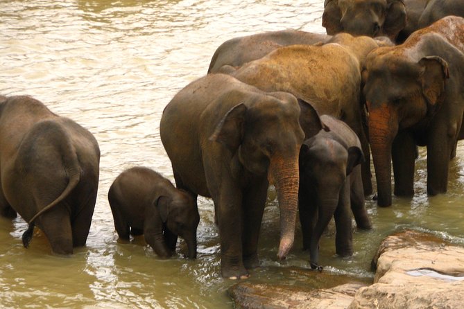 All inclusive Private safari at Wilpattu National park from Negombo - How the Private Jeep Safari Runs (and Why That Matters)
