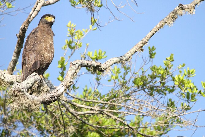 All Inclusive Private Safari in Minneriya National Park - Quick hits before you go