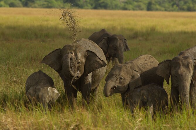 All Inclusive Private Safari in Minneriya National Park - A Private Minneriya Safari With an Afternoon-Evening Push