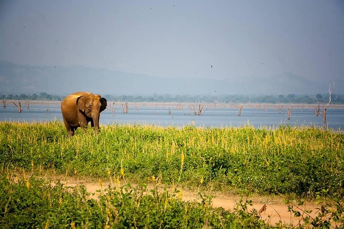 All Inclusive Private Safari in Minneriya National Park - Elephant Facts That Make the Tank Gatherings Feel Real