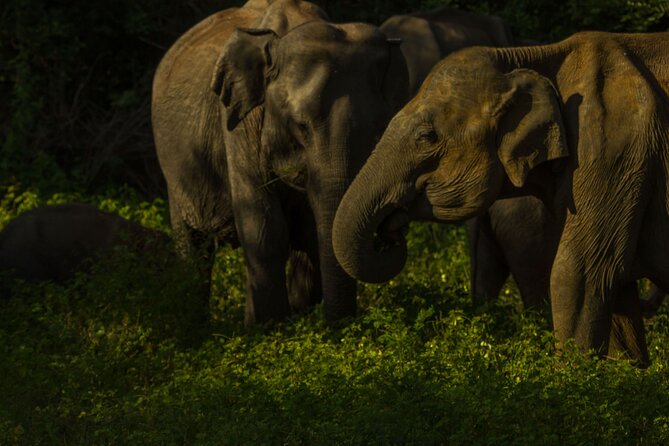 All Inclusive Private Safari in Minneriya National Park - Pickup Times and What the 4- to 4.5-Hour Drive Feels Like