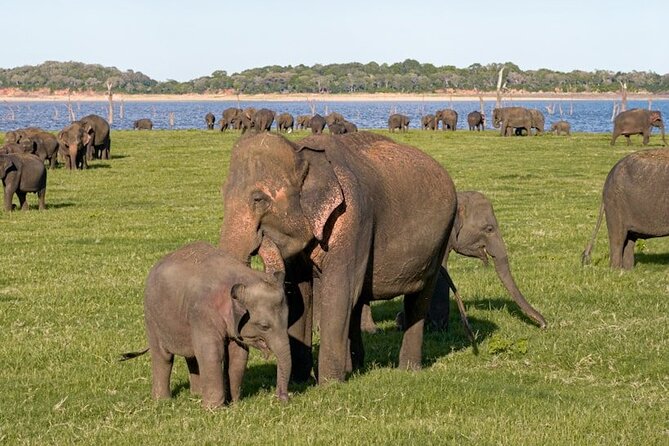 All-inclusive Sigiriya, Dambulla and Wildlife Safari from Colombo - Money question: what the $250 covers, and why it can still be a good deal