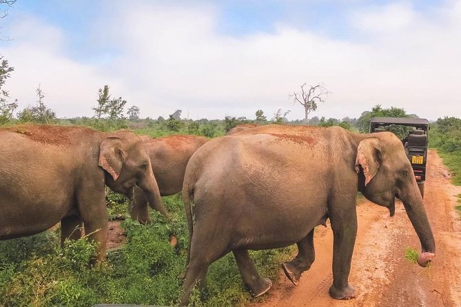 All Inclusive Udawalawa National Park Day Tour from Colombo - Lunch, sweets, and homemade tea: the break that keeps the day humane