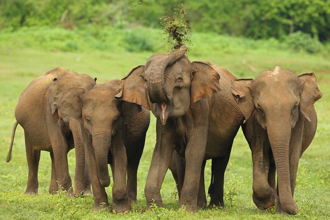 All Inclusive Udawalawa National Park Day Tour from Colombo - Private tour setup: who will enjoy it most
