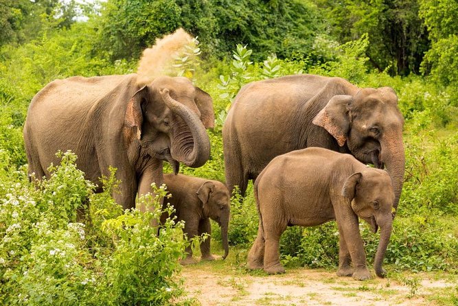 All Inclusive Udawalawa National Park Day Tour from Colombo - Price and value: $255 per person, what you get for it