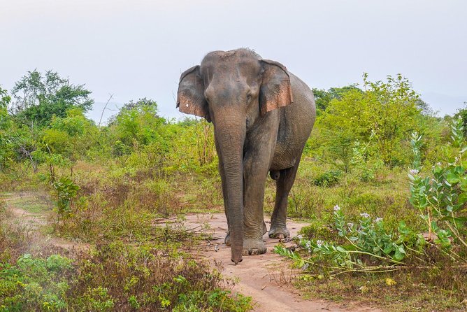 All Inclusive Udawalawa National Park Day Tour from Colombo - Guide and driver quality: what the feedback emphasizes