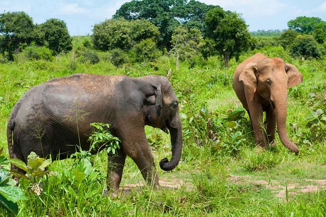 All Inclusive Udawalawa National Park Day Tour from Colombo - Monaragala to Udawalawe National Park: where the habitats mix