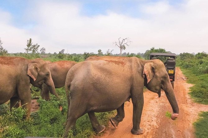All Inclusive Udawalawa National Park Day Tour From Negombo - Private air-conditioned comfort and an English-speaking chauffeur