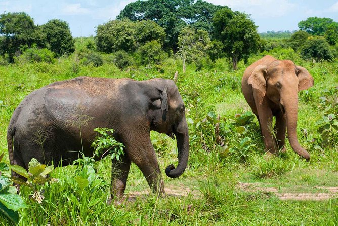 All Inclusive Udawalawa National Park Day Tour From Negombo - Price and value: what $275 includes, and what you might still pay for