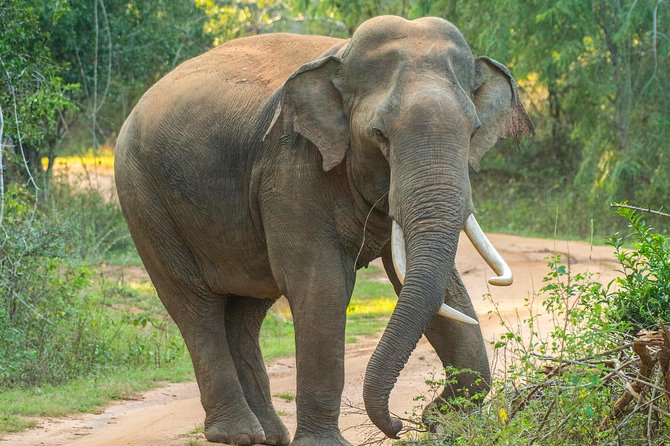 All Inclusive Udawalawa National Park Day Tour From Negombo - How to prepare for a 12-hour wildlife day in Sri Lanka