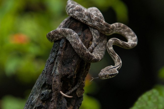 All Inclusive Udawalawa National Park Day Tour From Negombo - Who should book this Udawalawe day tour, and who might skip it