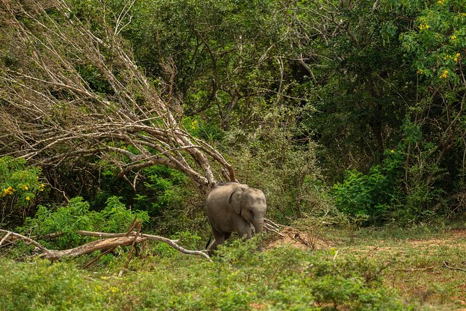 All Inclusive Udawalawa National Park Day Tour From Negombo - Booking timing, minimum travelers, and how to choose your date