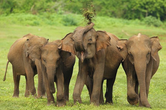 All Inclusive Udawalawa National Park Day Tour From Negombo - Inside the Udawalawe jeep safari: elephants and birds from the best angles