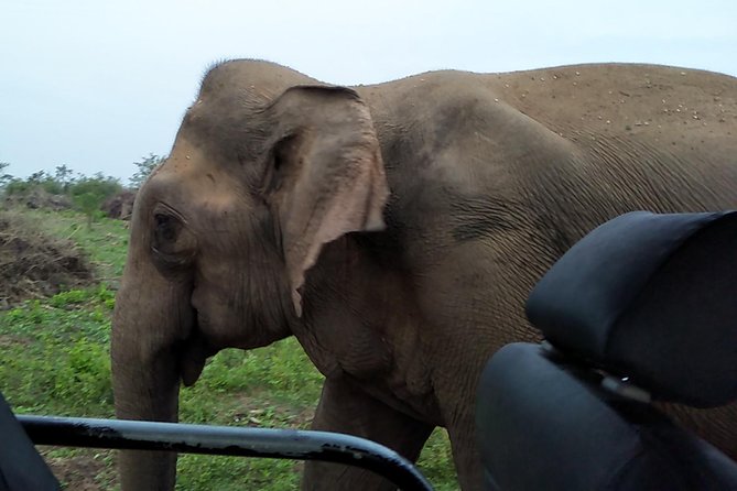 All Inclusive Udawalawe National Park Safari Day Tour from Colombo and Negombo - The 3-hour safari block, what to expect minute by minute