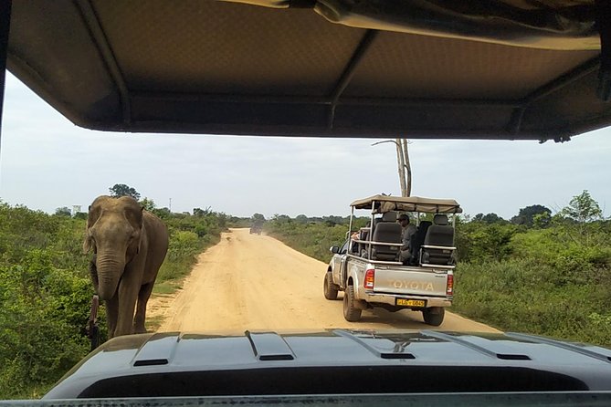 All Inclusive Udawalawe National Park Safari Day Tour from Colombo and Negombo - Price and value, what $335 buys you on a private elephant safari