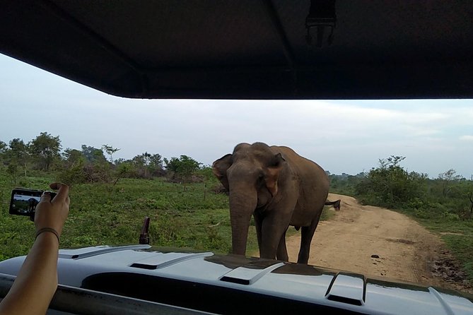 All Inclusive Udawalawe National Park Safari Day Tour from Colombo and Negombo - Inside the safari jeep, what the guide and driver really do