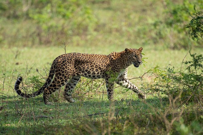 All Inclusive Yala National Park Jeep Safari from Colombo - Key takeaways before you go