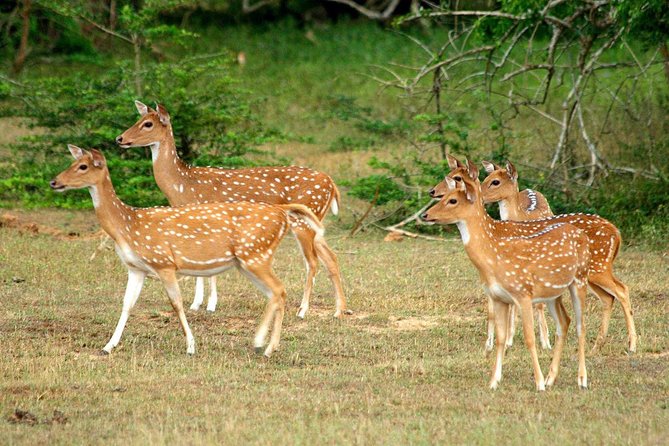 All Inclusive Yala National Park Jeep Safari from Colombo - How the safari day likely flows once you’re inside the park