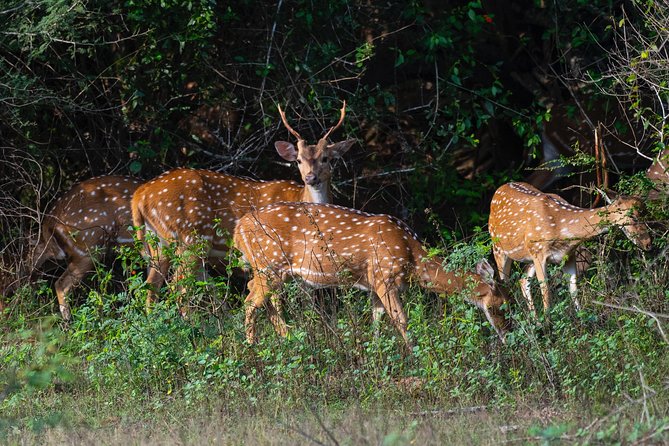 All Inclusive Yala National Park Jeep Safari from Colombo - Lunch included: Sri Lankan rice and curry during a long day