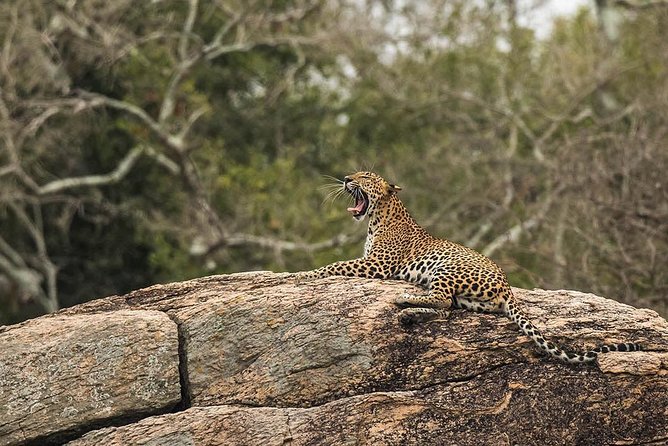 All Inclusive Yala National Park Jeep Safari from Colombo - Service that comes through in reviews: planning, safety, and wildlife know-how