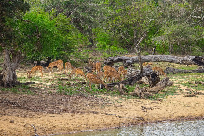 All Inclusive Yala National Park Jeep Safari from Colombo - Value check: when $258 feels worth it, and when it might not