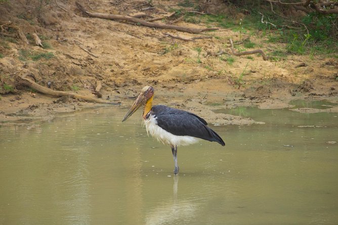 All Inclusive Yala National Park Jeep Safari from Colombo - Yala National Park in plain terms: why this place gets attention