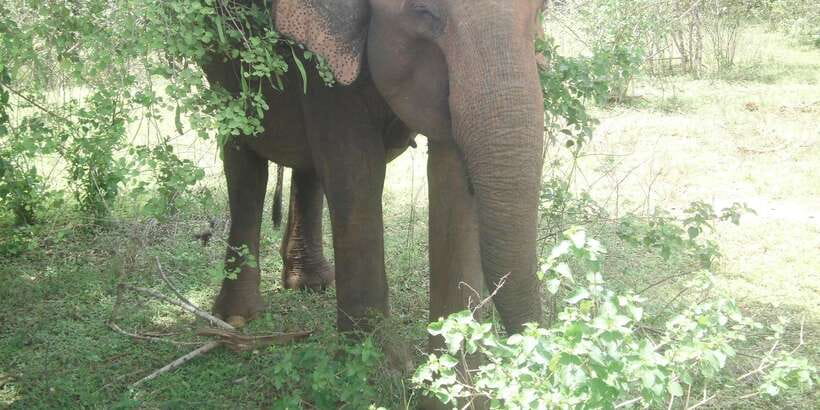 All inclussive Udawalawa National Park Safari From Colombo - Key highlights you should not miss