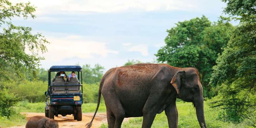 All inclussive Udawalawa National Park Safari From Colombo - Colombo to Udawalawa: the long drive that sets your expectations