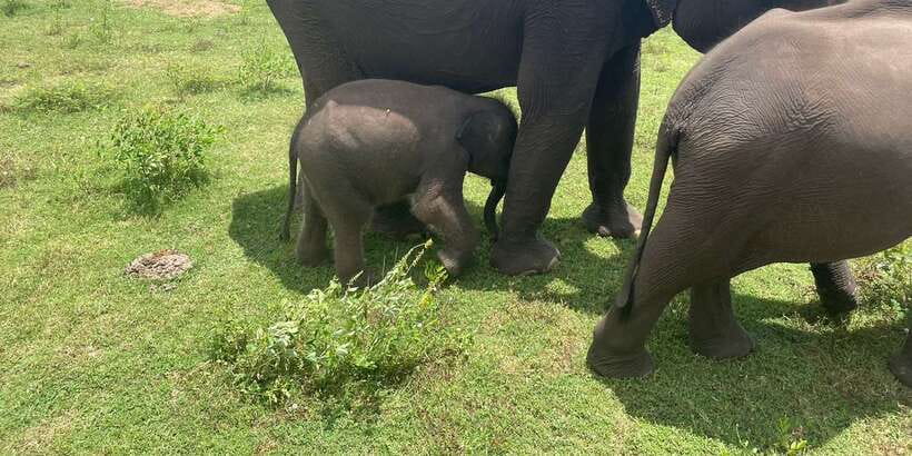 All inclussive Udawalawa National Park Safari From Colombo - Elephant Transit Home: a short stop that adds meaning