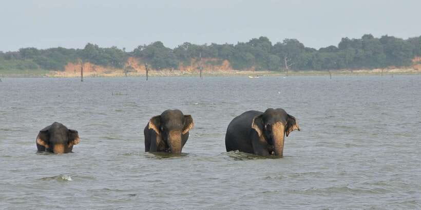 All inclussive Udawalawa National Park Safari From Colombo - Wildlife you can realistically spot, not just wish for