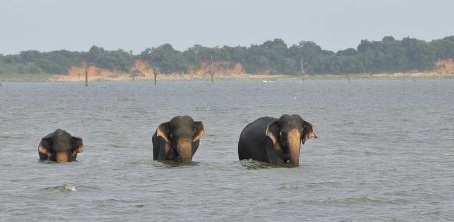 All inclussive Udawalawa National Park Safari From Colombo - Lunch at your own expense: plan it like a safari meal