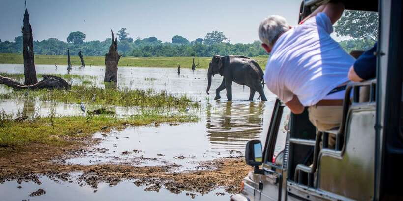 All inclussive Udawalawa National Park Safari From Colombo - Shared jeep safari reality: group dynamics and patience