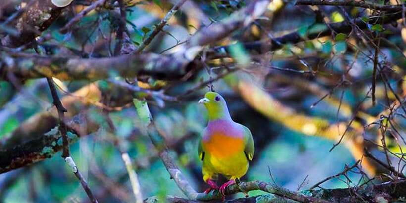 Anuradhapura: Full-Day Wilpattu All Inclusive Private Safari - Key highlights at a glance