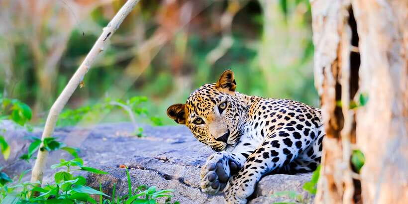 Anuradhapura: Full-Day Wilpattu All Inclusive Private Safari - A real full-day safari from Anuradhapura, built for spotting