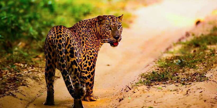 Anuradhapura: Full-Day Wilpattu All Inclusive Private Safari - The jeep strategy: why a private ride can boost your chances